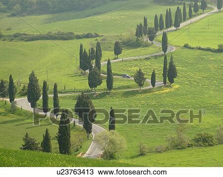 road, Tuscany, Italy, Monticchiello, Toscana, Europe, Tall thin cypress trees line a winding road outside the town of Monticchiello. View Large Photo Image Stock Image - road, Tuscany, Italy, Monticchiello, Toscana, Europe, Tall thin cypress trees line a winding road outside the town of Monticchiello.. Fotosearch