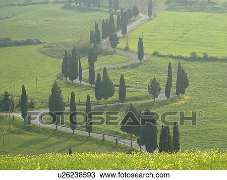 road, Tuscany, Italy, Monticchiello, Toscana, Europe, Tall thin cypress trees line a winding road outside the town of Monticchiello. View Large Photo Image Stock Image - road, Tuscany, Italy, Monticchiello, Toscana, Europe, Tall thin cypress trees line a winding road outside the town of Monticchiello.. Fotosearch
