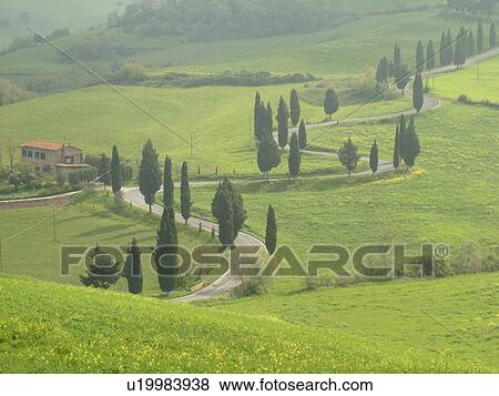 road, Tuscany, Italy, Monticchiello, Toscana, Europe, Tall thin cypress trees line a winding road outside the town of Monticchiello. View Large Photo Image Stock Photo - road, Tuscany, Italy, Monticchiello, Toscana, Europe, Tall thin cypress trees line a winding road outside the town of Monticchiello.. Fotosearch