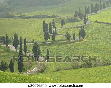 road, Tuscany, Italy, Monticchiello, Toscana, Europe, Tall thin cypress trees line a winding road outside the town of Monticchiello. View Large Photo Image Stock Photo - road, Tuscany, Italy, Monticchiello, Toscana, Europe, Tall thin cypress trees line a winding road outside the town of Monticchiello.. Fotosearch