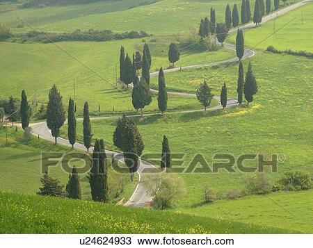 road, Tuscany, Italy, Toscana, Monticchiello, Europe, Tall thin cypress trees line a winding road outside the town of Monticchiello. View Large Photo Image Stock Image - road, Tuscany, Italy, Toscana, Monticchiello, Europe, Tall thin cypress trees line a winding road outside the town of Monticchiello.. Fotosearch