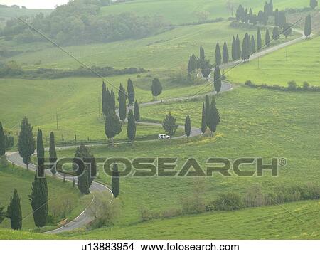 road, Tuscany, Toscana, Italy, Monticchiello, Europe, Tall thin cypress trees line a winding road outside the town of Monticchiello. View Large Photo Image Picture - road, Tuscany, Toscana, Italy, Monticchiello, Europe, Tall thin cypress trees line a winding road outside the town of Monticchiello.. Fotosearch