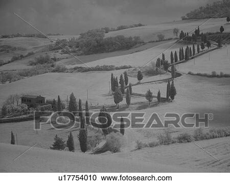 road, Tuscany, Toscana, Italy, Monticchiello, Europe, Tall thin cypress trees line a winding road outside the town of Monticchiello. View Large Photo Image Stock Image - road, Tuscany, Toscana, Italy, Monticchiello, Europe, Tall thin cypress trees line a winding road outside the town of Monticchiello.. Fotosearch