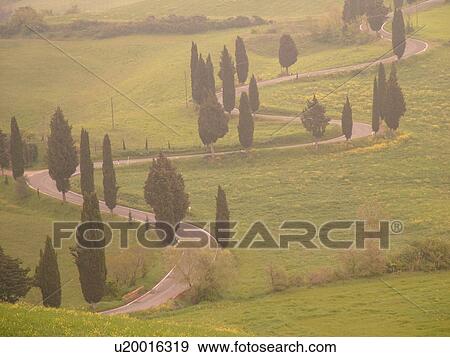 road, Tuscany, Toscana, Italy, Monticchiello, Toscana, Europe, Tall thin cypress trees line a winding road outside the town of Monticchiello. View Large Photo Image Stock Photo - road, Tuscany, Toscana, Italy, Monticchiello, Toscana, Europe, Tall thin cypress trees line a winding road outside the town of Monticchiello.. Fotosearch