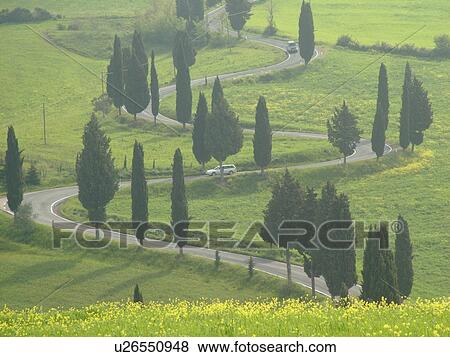 road, Tuscany, Toscana, Italy, Monticchiello, Europe, Tall thin cypress trees line a winding road outside the town of Monticchiello. View Large Photo Image Stock Photo - road, Tuscany, Toscana, Italy, Monticchiello, Europe, Tall thin cypress trees line a winding road outside the town of Monticchiello.. Fotosearch