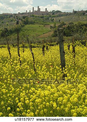 San Gimignano, Tuscany, Italy, Toscana, Europe, Scenic view of the medieval town of San Gimignano and the vineyards of the Chianti Region. View Large Photo Image Stock Photo - San Gimignano, Tuscany, Italy, Toscana, Europe, Scenic view of the medieval town of San Gimignano and the vineyards of the Chianti Region.. Fotosearch