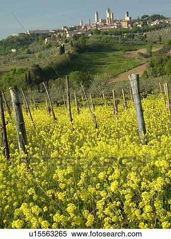 San Gimignano, Tuscany, Italy, Toscana, Europe, Scenic view of the medieval town of San Gimignano and the vineyards of the Chianti Region. View Large Photo Image Stock Photography - San Gimignano, Tuscany, Italy, Toscana, Europe, Scenic view of the medieval town of San Gimignano and the vineyards of the Chianti Region.. Fotosearch