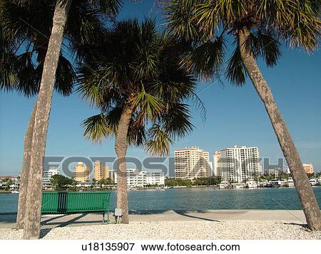Sarasota, FL, Florida, Sarasota Bay, Island Park View Large Photo Image Stock Photo - Sarasota, FL, Florida, Sarasota Bay, Island Park. Fotosearch