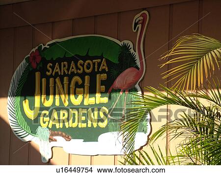 Sarasota, FL, Florida, Sarasota Jungle Gardens View Large Photo Image Picture - Sarasota, FL, Florida, Sarasota Jungle Gardens. Fotosearch