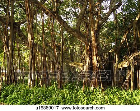 Sarasota, FL, Florida, The John and Mable Ringling Museum, Banyan Tree View Large Photo Image Stock Photo - Sarasota, FL, Florida, The John and Mable Ringling Museum, Banyan Tree. Fotosearch
