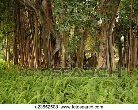 Sarasota, FL, Florida, The John and Mable Ringling Museum, Banyan Tree, ferns View Large Photo Image Stock Photo - Sarasota, FL, Florida, The John and Mable Ringling Museum, Banyan Tree, ferns. Fotosearch