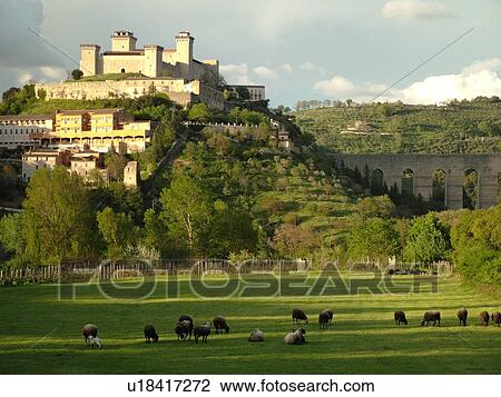 Spoleto, Umbria, Italy, Europe, Rocca (castle) Albornoziana in the medieval city of Spoleto. Sheep grazing in a field in the foreground. View Large Photo Image Stock Image - Spoleto, Umbria, Italy, Europe, Rocca (castle) Albornoziana in the medieval city of Spoleto. Sheep grazing in a field in the foreground.. Fotosearch