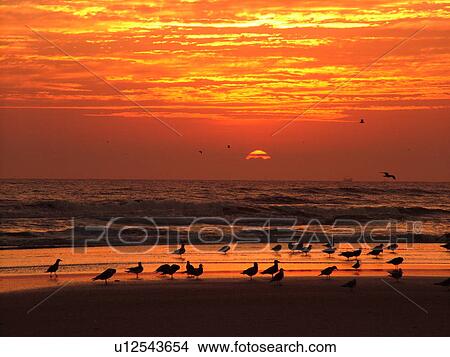 St. Augustine, FL, Florida, Anastasia Island, Anastasia State Park, Atlantic Ocean, seabirds on the beach at sunrise View Large Photo Image Picture - St. Augustine, FL, Florida, Anastasia Island, Anastasia State Park, Atlantic Ocean, seabirds on the beach at sunrise. Fotosearch