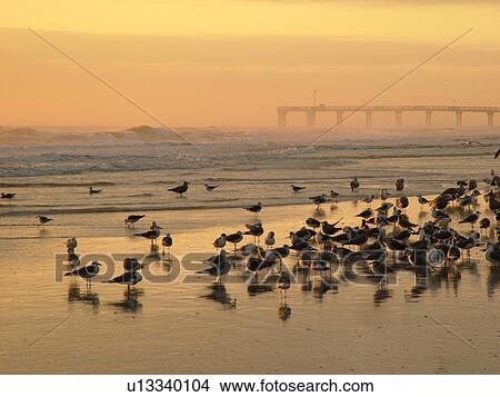 St. Augustine, FL, Florida, Anastasia Island, Anastasia State Park, Atlantic Ocean, seabirds on the beach at sunrise, St. Johns County Pier View Large Photo Image Picture - St. Augustine, FL, Florida, Anastasia Island, Anastasia State Park, Atlantic Ocean, seabirds on the beach at sunrise, St. Johns County Pier. Fotosearch