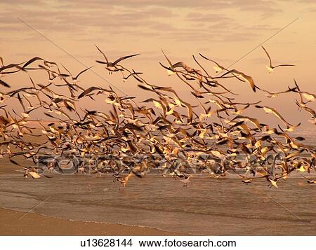 St. Augustine, FL, Florida, Anastasia Island, Anastasia State Park, Atlantic Ocean, seabirds flying over the beach at sunrise View Large Photo Image Picture - St. Augustine, FL, Florida, Anastasia Island, Anastasia State Park, Atlantic Ocean, seabirds flying over the beach at sunrise. Fotosearch