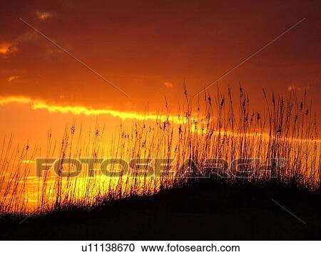 St. Augustine, FL, Florida, Anastasia Island, Anastasia State Park, Atlantic Ocean, dunes on the beach at sunrise View Large Photo Image Stock Image - St. Augustine, FL, Florida, Anastasia Island, Anastasia State Park, Atlantic Ocean, dunes on the beach at sunrise. Fotosearch