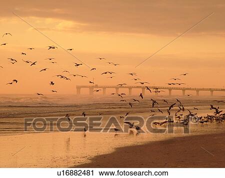 Stock Image -  St. Augustine, FL, Florida, Anastasia Island, Anastasia State Park, Atlantic Ocean, seabirds on the beach at sunrise, St. Johns County Pier. Fotosearch