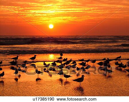 Stock Image -  St. Augustine, FL, Florida, Anastasia Island, Anastasia State Park, Atlantic Ocean, seabirds on the beach at sunrise. Fotosearch