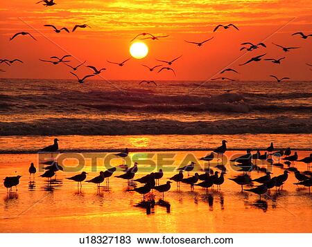 St. Augustine, FL, Florida, Anastasia Island, Anastasia State Park, Atlantic Ocean, seabirds on the beach at sunrise View Large Photo Image Stock Image - St. Augustine, FL, Florida, Anastasia Island, Anastasia State Park, Atlantic Ocean, seabirds on the beach at sunrise. Fotosearch