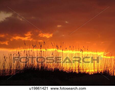 St. Augustine, FL, Florida, Anastasia Island, Anastasia State Park, Atlantic Ocean, dunes on the beach at sunrise View Large Photo Image Stock Image - St. Augustine, FL, Florida, Anastasia Island, Anastasia State Park, Atlantic Ocean, dunes on the beach at sunrise. Fotosearch