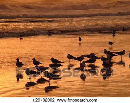 Stock Image -  St. Augustine, FL, Florida, Anastasia Island, Anastasia State Park, Atlantic Ocean, seabirds on the beach at sunrise. Fotosearch