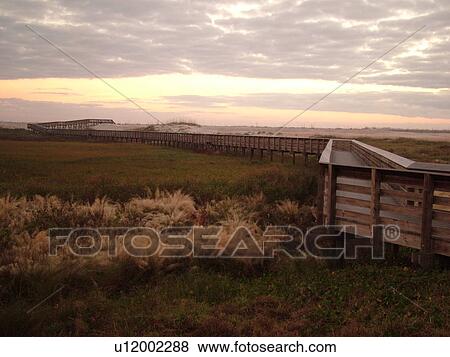 St. Augustine, FL, Florida, Anastasia Island, Anastasia State Park, Atlantic Ocean, boardwalk at crosses over the dunes on the beach at sunrise View Large Photo Image Stock Photo - St. Augustine, FL, Florida, Anastasia Island, Anastasia State Park, Atlantic Ocean, boardwalk at crosses over the dunes on the beach at sunrise. Fotosearch
