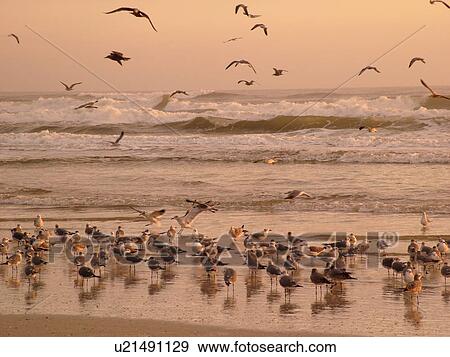 St. Augustine, FL, Florida, Anastasia Island, Anastasia State Park, Atlantic Ocean, seabirds on the beach at sunrise View Large Photo Image Stock Photo - St. Augustine, FL, Florida, Anastasia Island, Anastasia State Park, Atlantic Ocean, seabirds on the beach at sunrise. Fotosearch