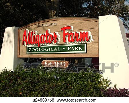 St. Augustine, FL, Florida, Anastasia Island, Saint Augustine Alligator Farm, Zoological Park, entrance sign View Large Photo Image Stock Photo - St. Augustine, FL, Florida, Anastasia Island, Saint Augustine Alligator Farm, Zoological Park, entrance sign. Fotosearch