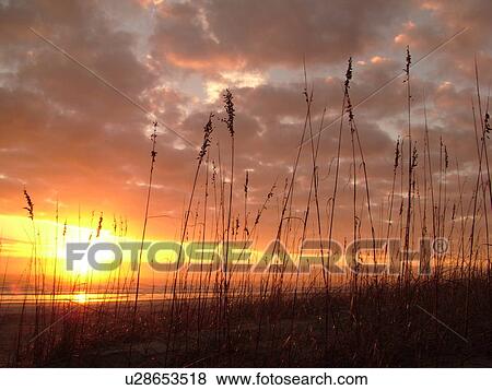 St. Augustine, FL, Florida, Anastasia Island, Anastasia State Park, Atlantic Ocean, sunrise along the coast View Large Photo Image Stock Photo - St. Augustine, FL, Florida, Anastasia Island, Anastasia State Park, Atlantic Ocean, sunrise along the coast. Fotosearch