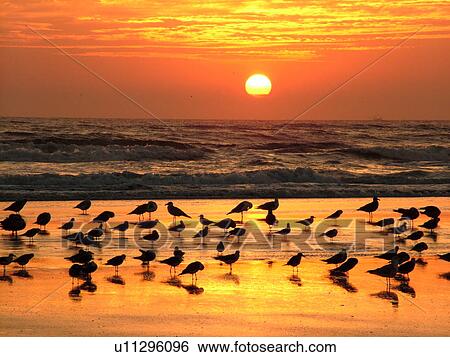 St. Augustine, FL, Florida, Anastasia Island, Anastasia State Park, Atlantic Ocean, seabirds on the beach at sunrise View Large Photo Image Stock Photograph - St. Augustine, FL, Florida, Anastasia Island, Anastasia State Park, Atlantic Ocean, seabirds on the beach at sunrise. Fotosearch