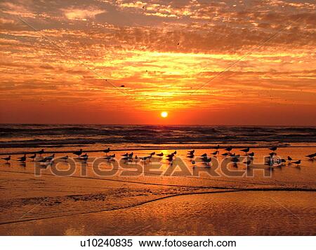Stock Photography -  St. Augustine, FL, Florida, Anastasia Island, Anastasia State Park, Atlantic Ocean, seabirds on the beach at sunrise. Fotosearch