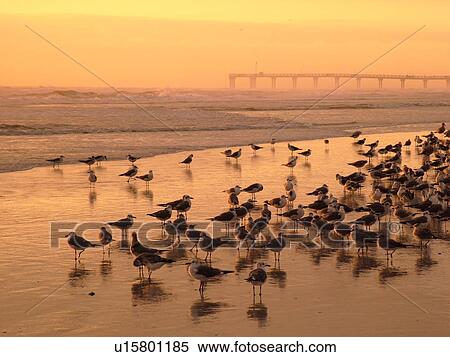 Stock Photography -  St. Augustine, FL, Florida, Anastasia Island, Anastasia State Park, Atlantic Ocean, seabirds on the beach at sunrise, St. Johns County Pier. Fotosearch