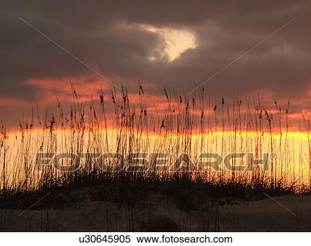 St. Augustine, FL, Florida, Anastasia Island, Anastasia State Park, Atlantic Ocean, dunes on the beach at sunrise View Large Photo Image Stock Photography - St. Augustine, FL, Florida, Anastasia Island, Anastasia State Park, Atlantic Ocean, dunes on the beach at sunrise. Fotosearch