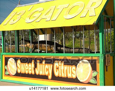 Stock Image -  St. Augustine, FL, Florida, Interstate Exchange Fruit Stand, 13 foot stuffed alligator displayed at the fruit market. Fotosearch