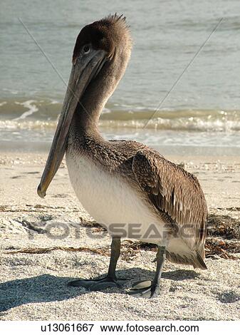 St. Petersburg, FL, Florida, Fort De Soto Park, Tampa Bay, Mullet Key, Gulf Coast Beaches, pier, brown pelican View Large Photo Image Stock Photo - St. Petersburg, FL, Florida, Fort De Soto Park, Tampa Bay, Mullet Key, Gulf Coast Beaches, pier, brown pelican. Fotosearch