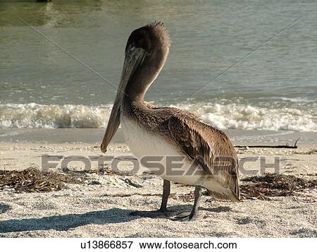 St. Petersburg, FL, Florida, Fort De Soto Park, Tampa Bay, Mullet Key, Gulf Coast Beaches, pier, brown pelican View Large Photo Image Stock Photo - St. Petersburg, FL, Florida, Fort De Soto Park, Tampa Bay, Mullet Key, Gulf Coast Beaches, pier, brown pelican. Fotosearch