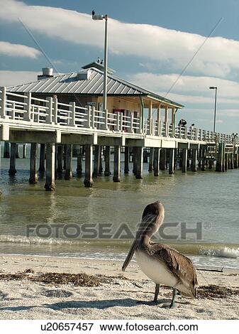 St. Petersburg, FL, Florida, Fort De Soto Park, Tampa Bay, Mullet Key, Gulf Coast Beaches, pier, brown pelican View Large Photo Image Stock Photo - St. Petersburg, FL, Florida, Fort De Soto Park, Tampa Bay, Mullet Key, Gulf Coast Beaches, pier, brown pelican. Fotosearch