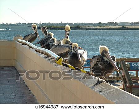 Stock Photo -  St. Petersburg, FL, Florida, Tampa Bay, The Pier, brown pelicans. Fotosearch