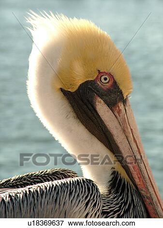 Stock Photo -  St. Petersburg, FL, Florida, Tampa Bay, The Pier, brown pelican, head, close-up. Fotosearch