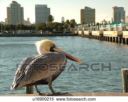 St. Petersburg, FL, Florida, Tampa Bay, The Pier, brown pelican, downtown skyline View Large Photo Image Stock Photography - St. Petersburg, FL, Florida, Tampa Bay, The Pier, brown pelican, downtown skyline. Fotosearch