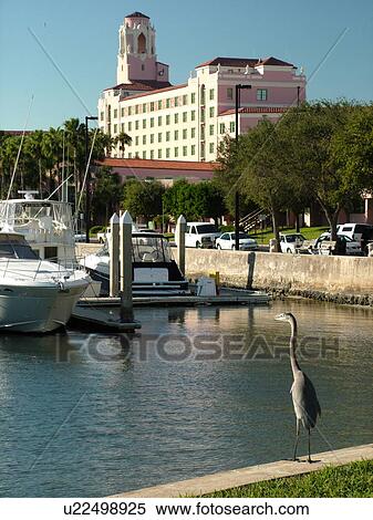 St. Petersburg, FL, Florida, Tampa Bay, Renaissance Vinoy Resort Marina, North Yacht Basin, Blue Heron View Large Photo Image Stock Photography - St. Petersburg, FL, Florida, Tampa Bay, Renaissance Vinoy Resort Marina, North Yacht Basin, Blue Heron. Fotosearch