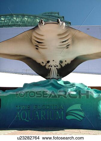 Picture -  Tampa, FL, Florida, Tampa Bay, The Florida Aquarium, Stingray, sign. Fotosearch