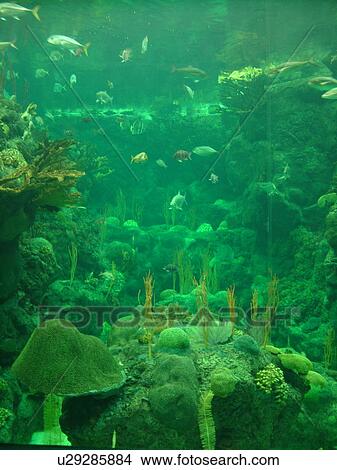 Tampa, FL, Florida, Tampa Bay, The Florida Aquarium, marine life, tank, pool View Large Photo Image Picture - Tampa, FL, Florida, Tampa Bay, The Florida Aquarium, marine life, tank, pool. Fotosearch