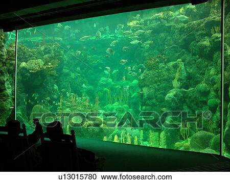 Stock Image -  Tampa, FL, Florida, Tampa Bay, The Florida Aquarium, marine life, tank, pool. Fotosearch