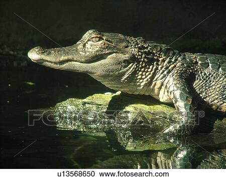 Stock Image -  Tampa, FL, Florida, Tampa Bay, The Florida Aquarium, alligator. Fotosearch