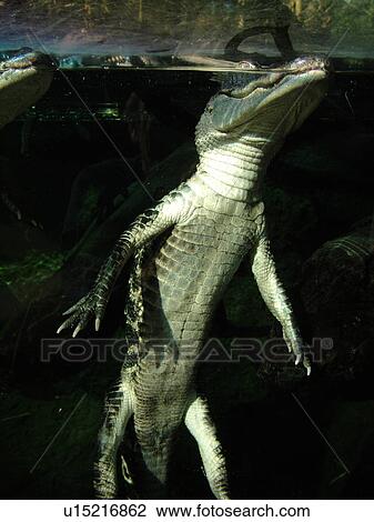 Tampa, FL, Florida, Tampa Bay, The Florida Aquarium, alligator floating, belly View Large Photo Image Stock Image - Tampa, FL, Florida, Tampa Bay, The Florida Aquarium, alligator floating, belly. Fotosearch