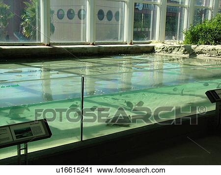Tampa, FL, Florida, Tampa Bay, The Florida Aquarium, marine life, pool View Large Photo Image Stock Image - Tampa, FL, Florida, Tampa Bay, The Florida Aquarium, marine life, pool. Fotosearch