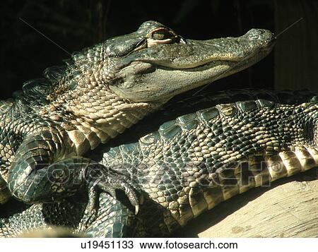 Stock Image -  Tampa, FL, Florida, Tampa Bay, The Florida Aquarium, alligators. Fotosearch