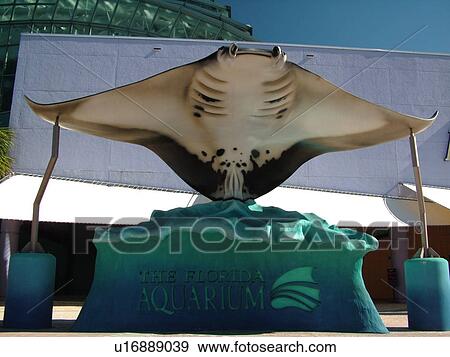 Tampa, FL, Florida, Tampa Bay, The Florida Aquarium, Stingray, sign View Large Photo Image Stock Photo - Tampa, FL, Florida, Tampa Bay, The Florida Aquarium, Stingray, sign. Fotosearch