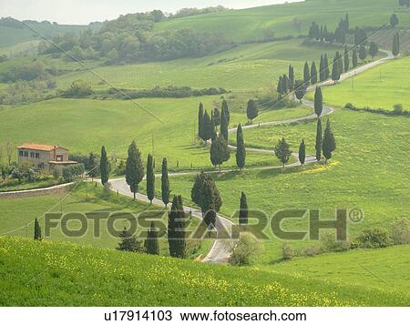 Tuscany, Italy, Monticchiello, Toscana, Europe, Tall thin cypress trees line a winding road outside the town of Monticchiello. View Large Photo Image Stock Image - Tuscany, Italy, Monticchiello, Toscana, Europe, Tall thin cypress trees line a winding road outside the town of Monticchiello.. Fotosearch